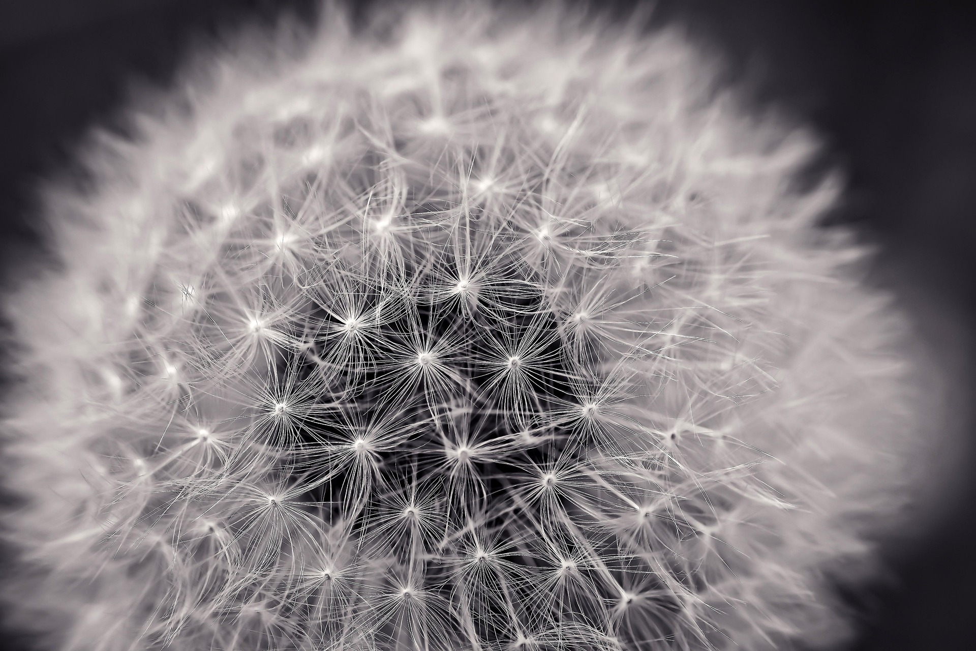 Bach flower Practitioner Calgary