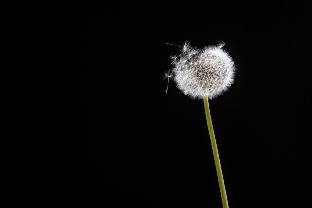 Bach Flower Practitioner Calgary