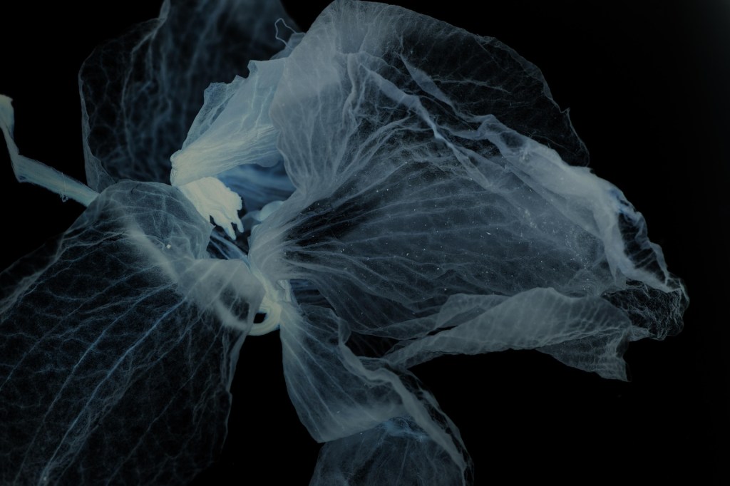 Bach Flower Practitioner Calgary, Canada - Flower